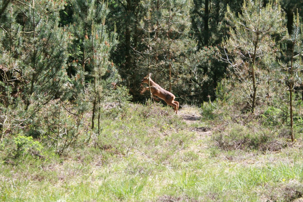 IMG_3083