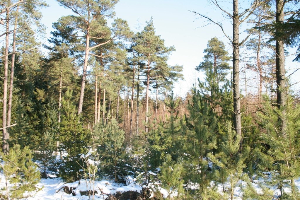 Skovdrift