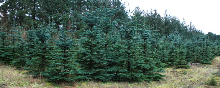 juletræer2