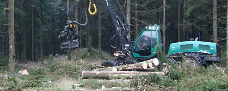 skovning1-750x300